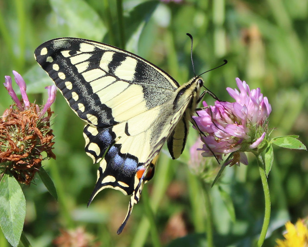  Papilio machaon- Schwalbenschwanz