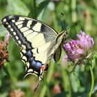  Papilio machaon- Schwalbenschwanz