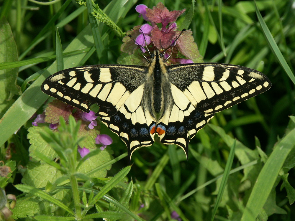 Papilio machaon (Schwalbenschwanz)
