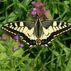 Papilio machaon (Schwalbenschwanz)