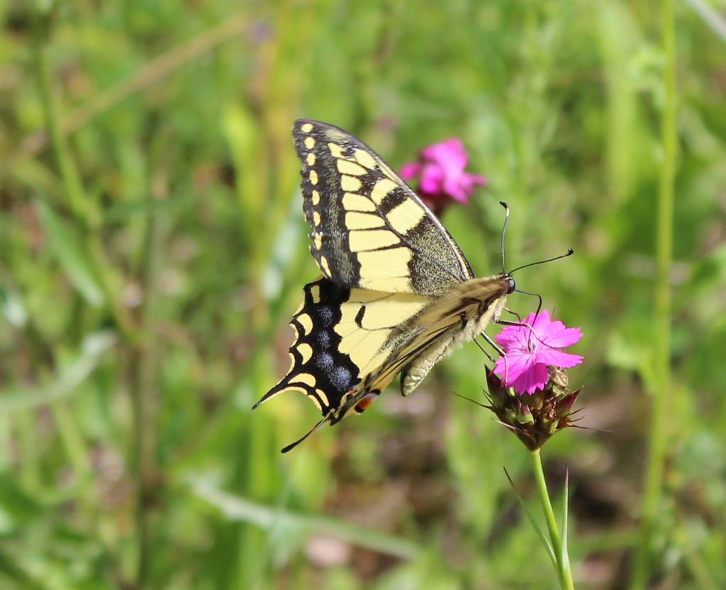 Papilio machaon- Schwalbenschwanz 