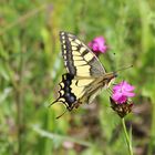 Papilio machaon- Schwalbenschwanz 