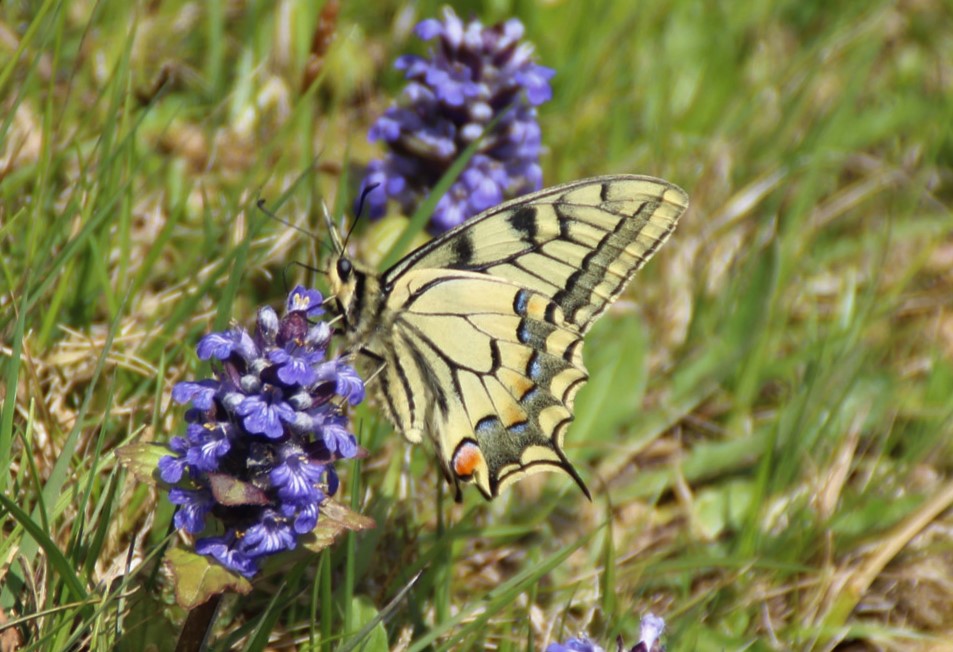 Papilio machaon- Schwalbenschwanz 