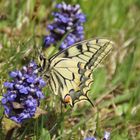 Papilio machaon- Schwalbenschwanz 