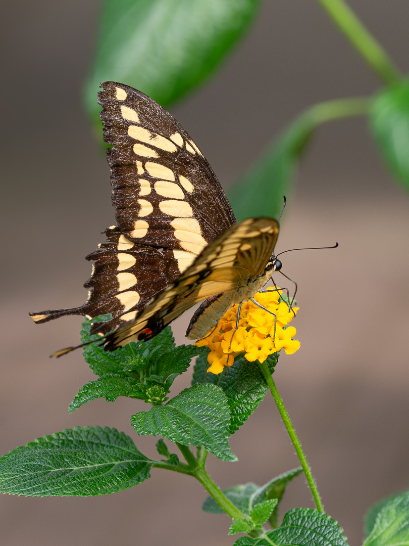 Papilio Machaon - Schwalbenschwanz   (archiv)