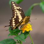 Papilio Machaon - Schwalbenschwanz   (archiv)