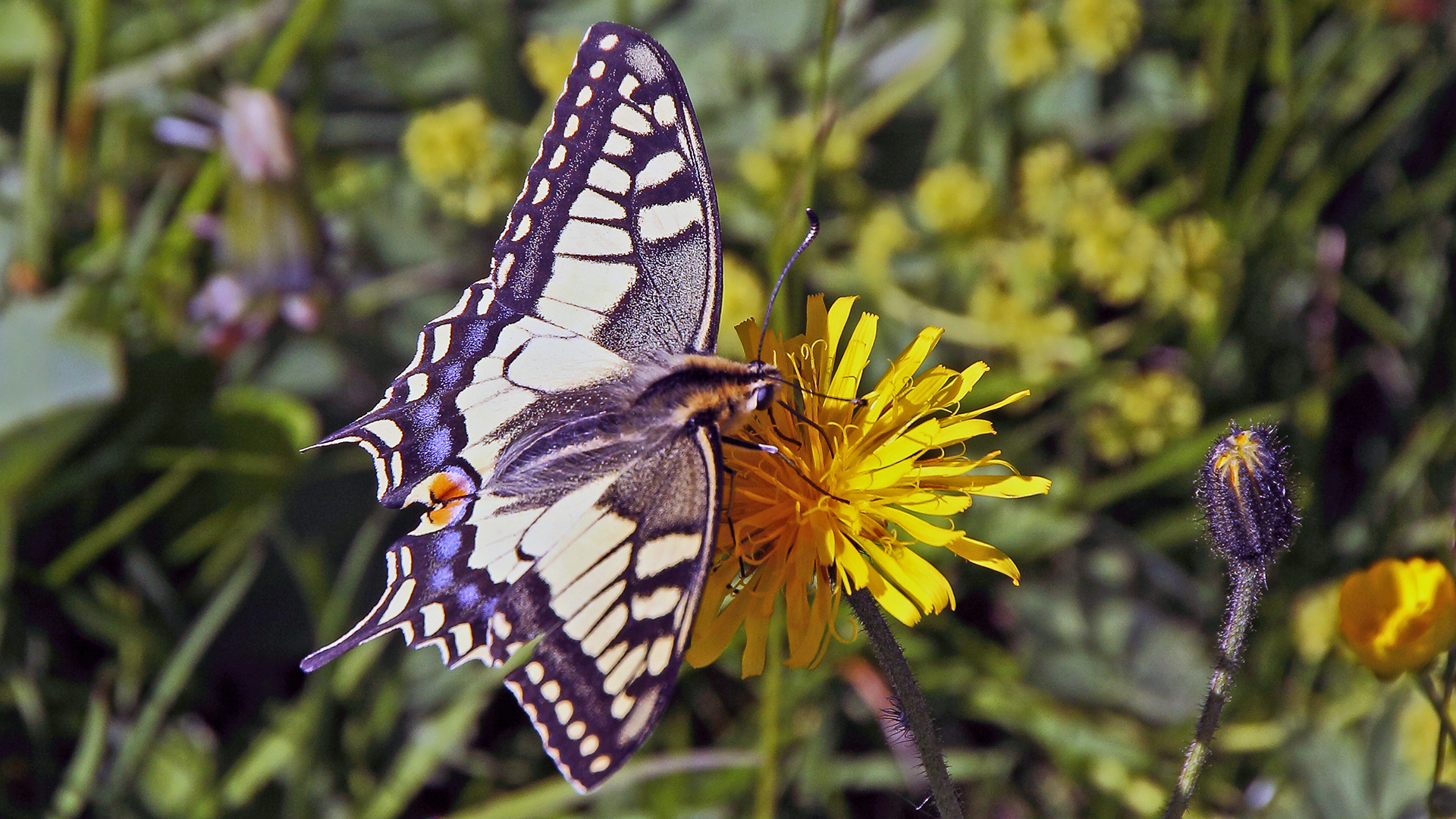 Papilio machaon - Schwalbenschwanz auf der Hohen Salve in Tirol