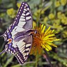Papilio machaon - Schwalbenschwanz auf der Hohen Salve in Tirol