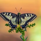 Papilio machaon - Schwalbenschwanz