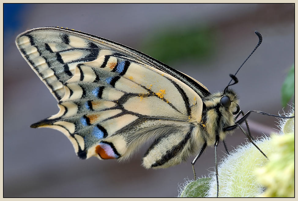 Papilio machaon (Schwalbenschwanz) I