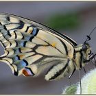 Papilio machaon (Schwalbenschwanz) I
