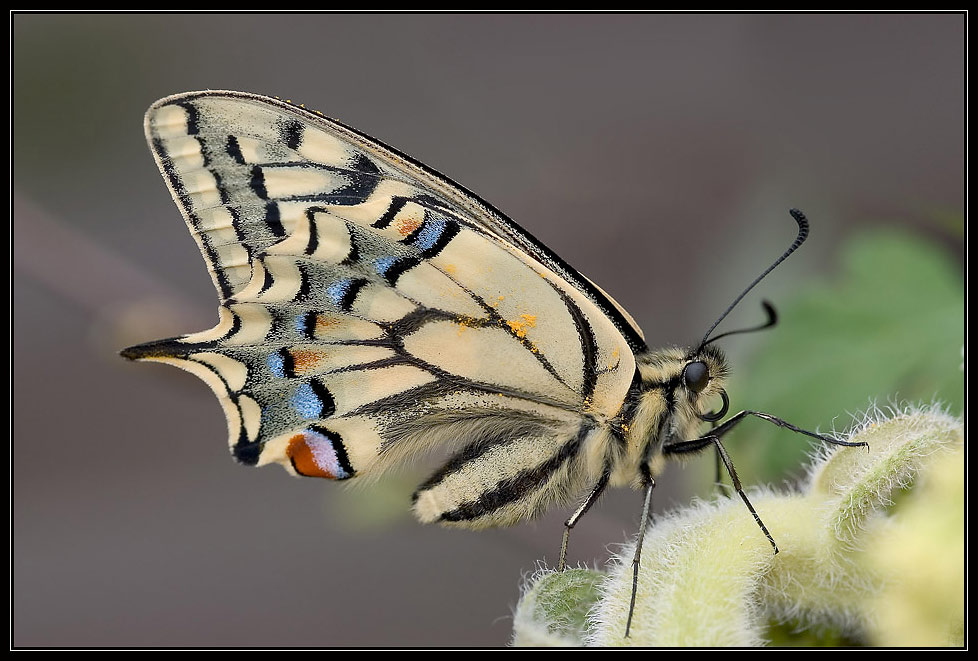 Papilio machaon (Schwalbenschwanz) III.