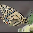 Papilio machaon (Schwalbenschwanz) III.