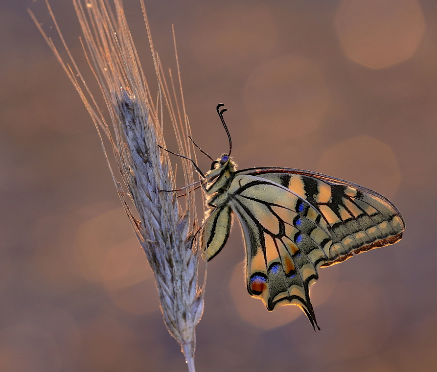 Papilio machaon...1.....(5)