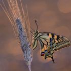 Papilio machaon...1.....(5)