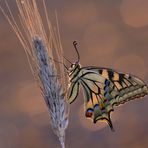 Papilio machaon...1.....(5)