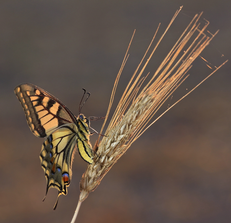 Papilio machaon…4.....(5)