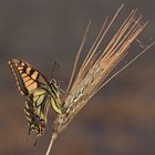 Papilio machaon…4.....(5)