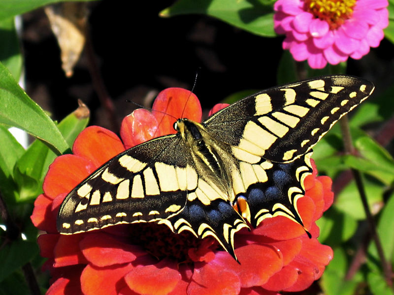 Papilio machoan