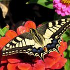 Papilio machoan