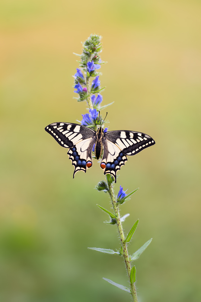 ~papilio machon ~