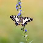 ~papilio machon ~