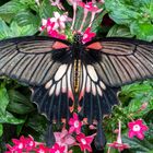 Papilio memnon