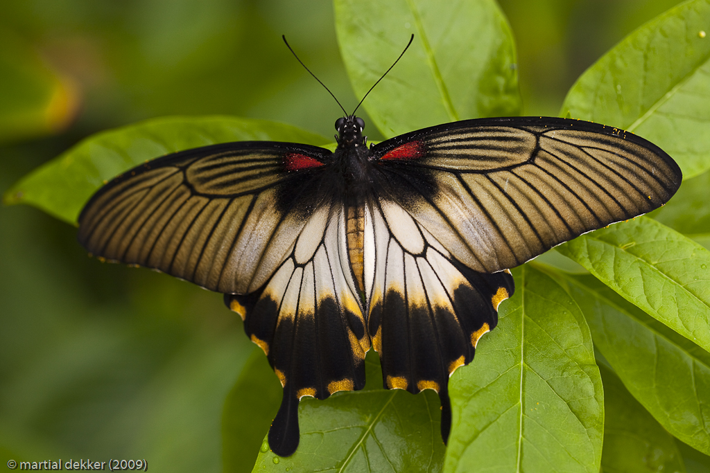 papilio memnon