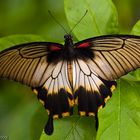 papilio memnon