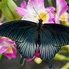 Papilio Memnon