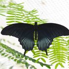 Papilio memnon