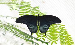 Papilio memnon