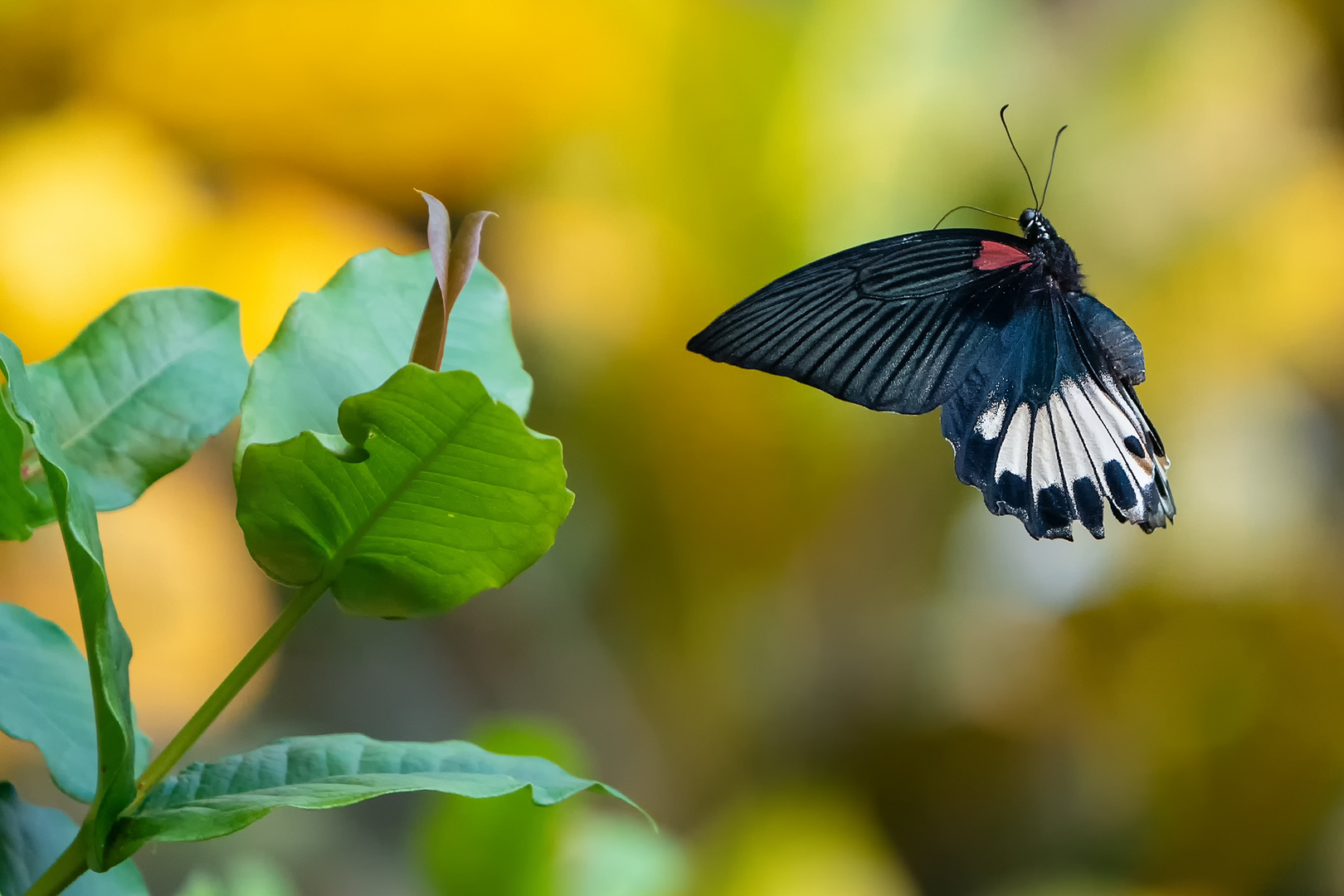 Papilio Memnon  