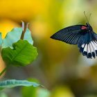 Papilio Memnon  