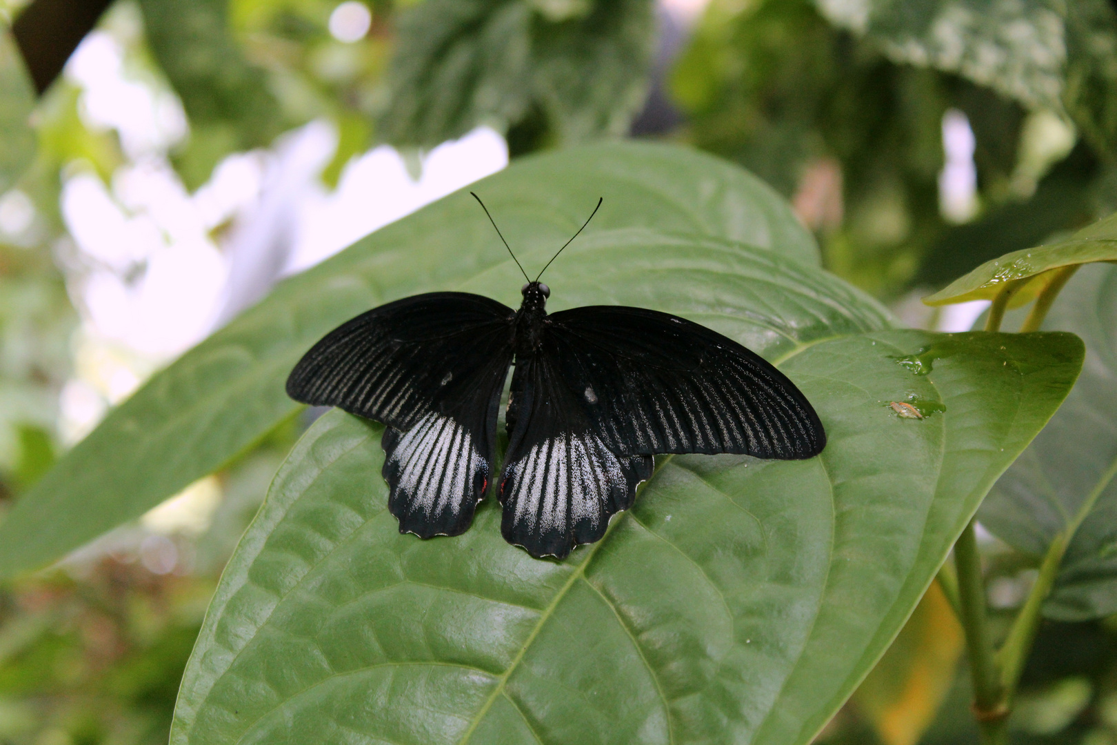 Papilio memnon?