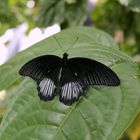 Papilio memnon?