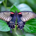 Papilio Memnon