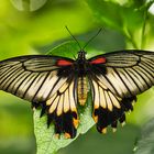 Papilio memnon