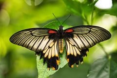 Papilio memnon