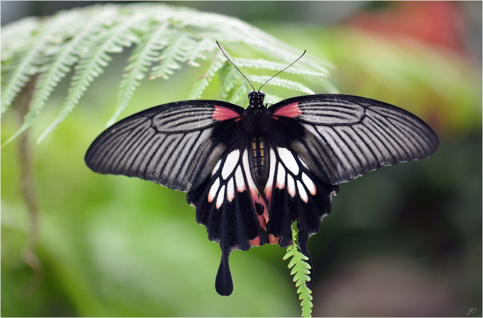 Papilio Memnon