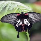 Papilio Memnon