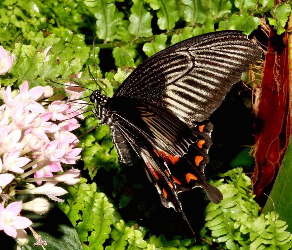 Papilio memnon