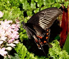 Papilio memnon