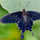 Papilio Memnon