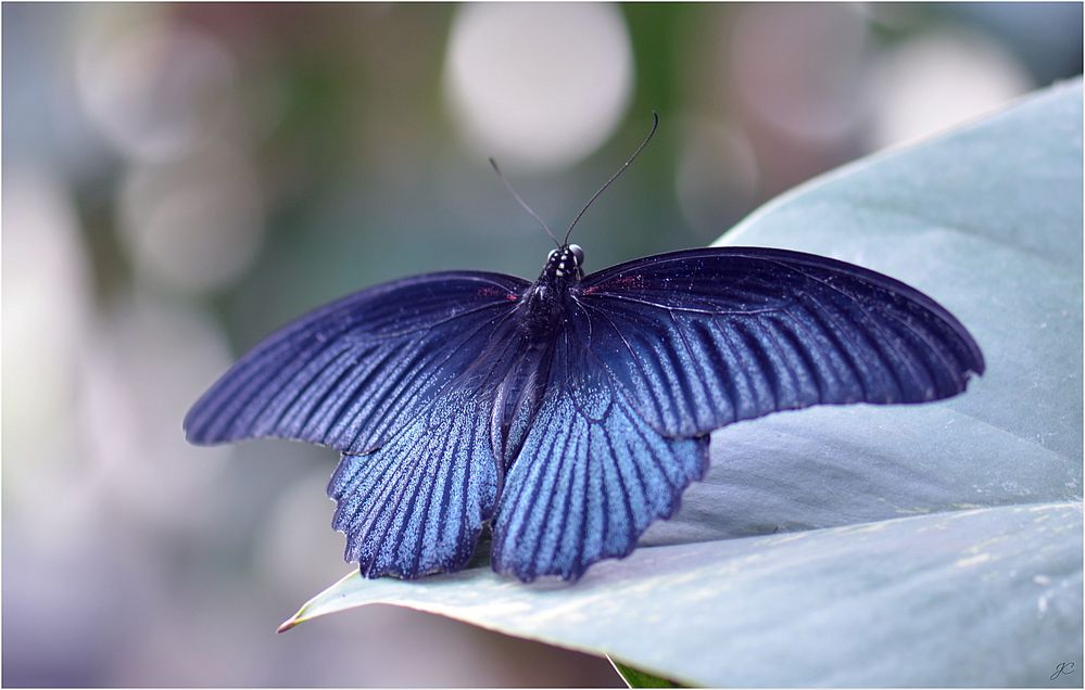 Papilio memnon agenor