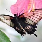 Papilio memnon agenor