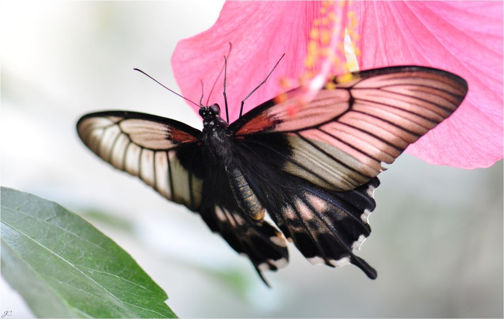 Papilio memnon agenor