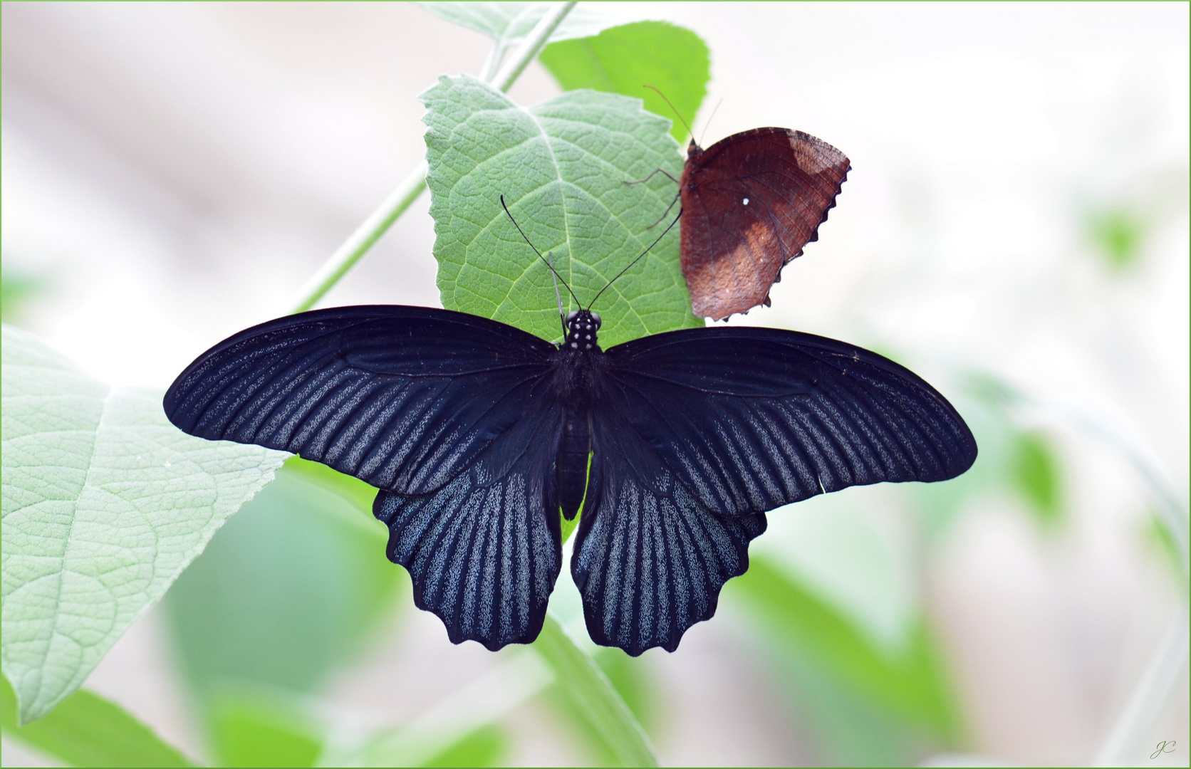 Papilio memnon agenor