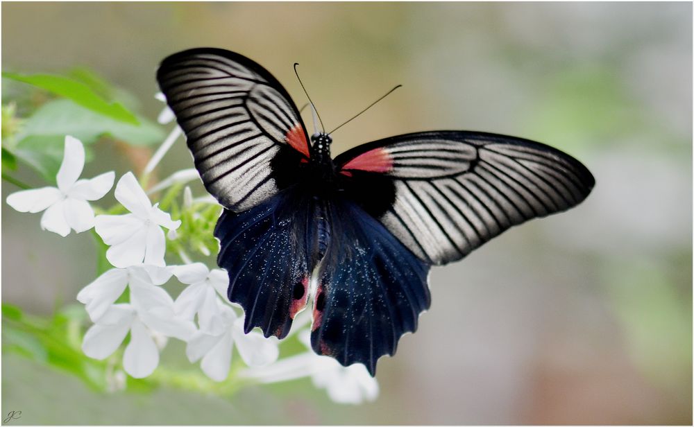 Papilio memnon agenor