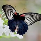 Papilio memnon agenor